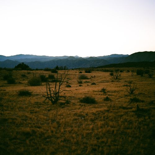 Joshua Tree